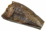 Partial, Juvenile Tyrannosaur Premax Tooth - Montana #276361-1